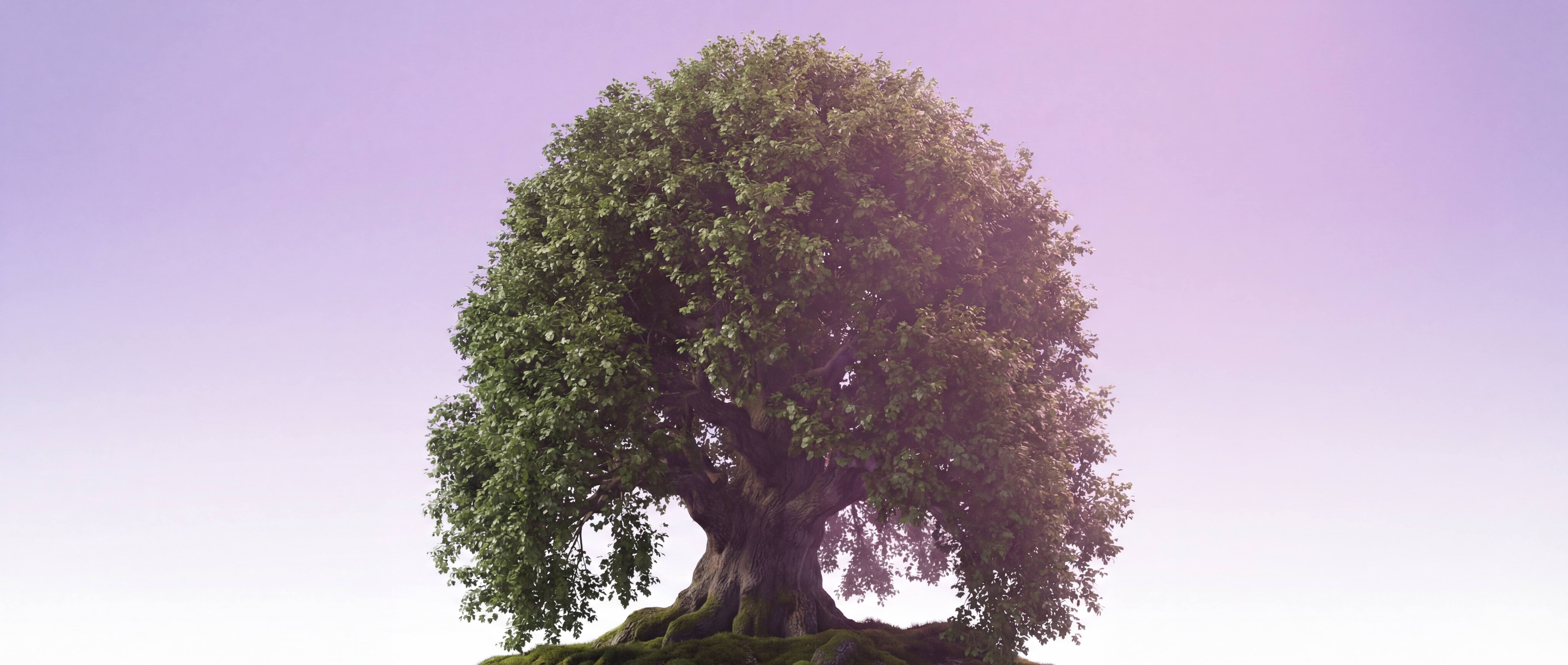A majestic oak tree symbolizing growth, community, and giving